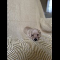 Dachshund (Smooth Haired)