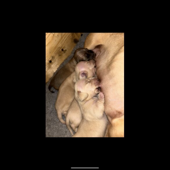 Dachshund (Smooth Haired)