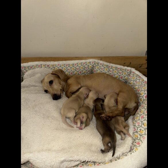 Dachshund (Smooth Haired)