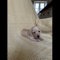 Dachshund (Smooth Haired)