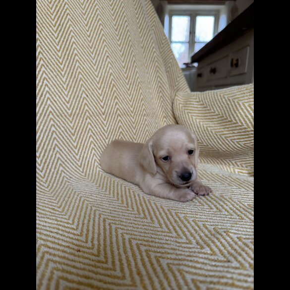 Dachshund (Smooth Haired)