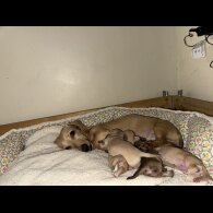 Dachshund (Smooth Haired)