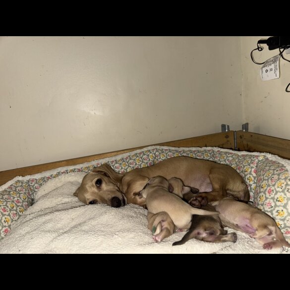 Dachshund (Smooth Haired)