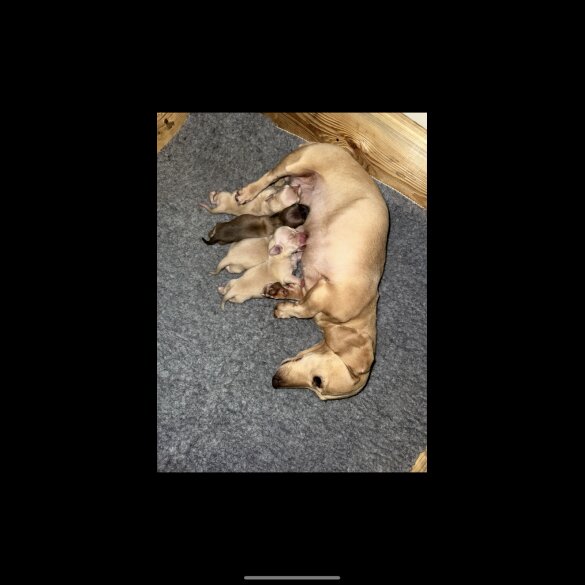 Dachshund (Smooth Haired)