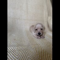 Dachshund (Smooth Haired)