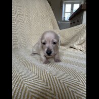 Dachshund (Smooth Haired)