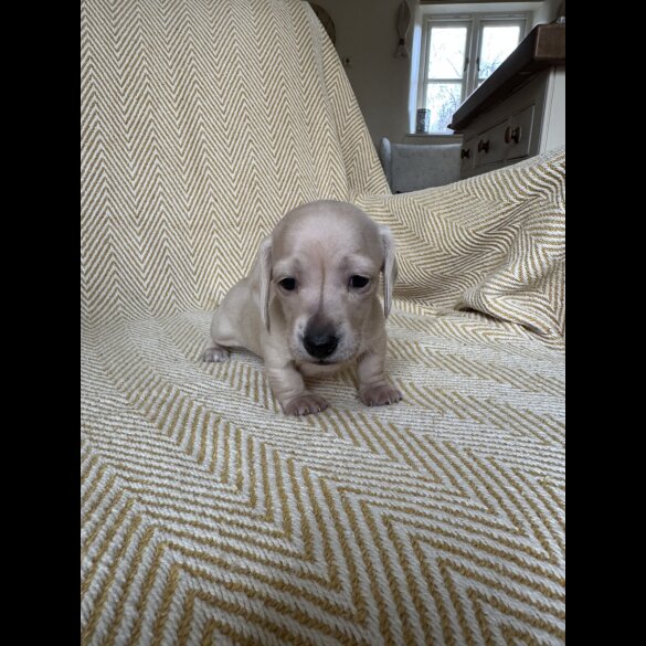 Dachshund (Smooth Haired)