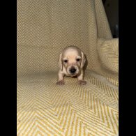 Dachshund (Smooth Haired)