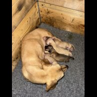 Dachshund (Smooth Haired)