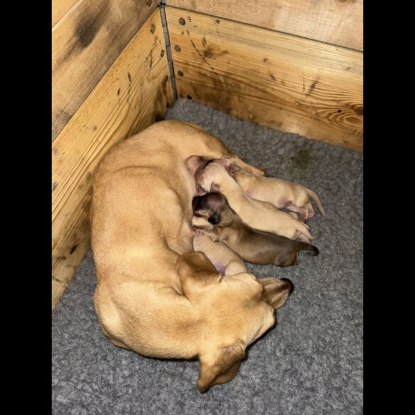 Dachshund (Smooth Haired)