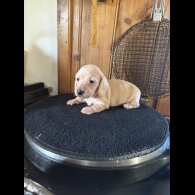 Dachshund (Smooth Haired)