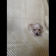 Dachshund (Smooth Haired)