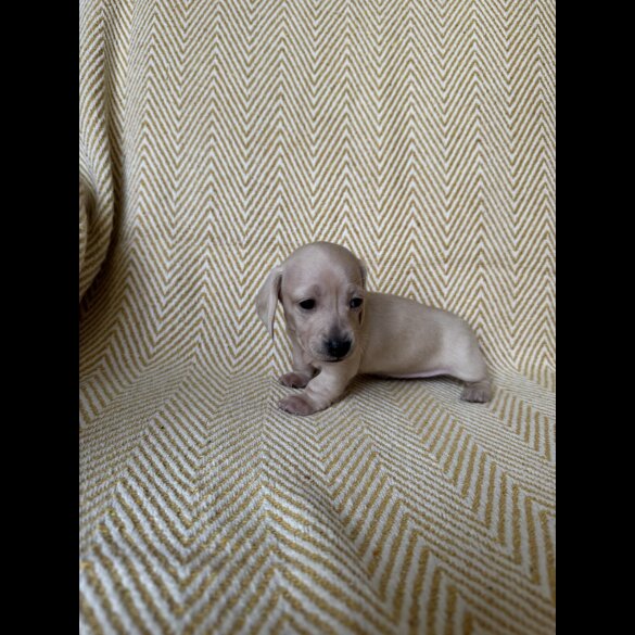 Dachshund (Smooth Haired)