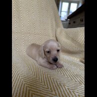 Dachshund (Smooth Haired)