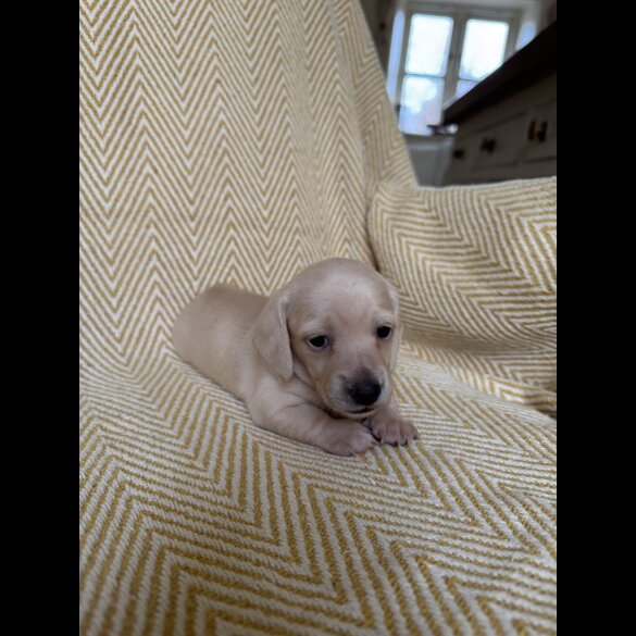 Dachshund (Smooth Haired)