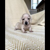 Dachshund (Smooth Haired)