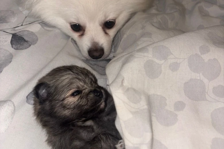 Pomeranian