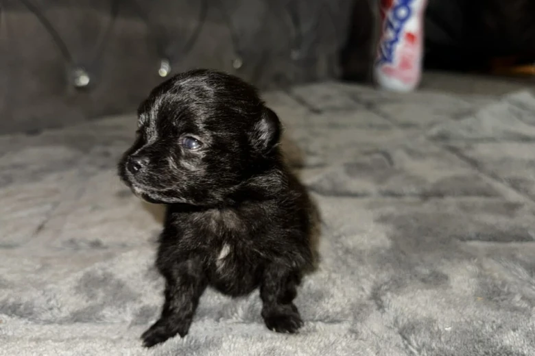 Pomeranian
