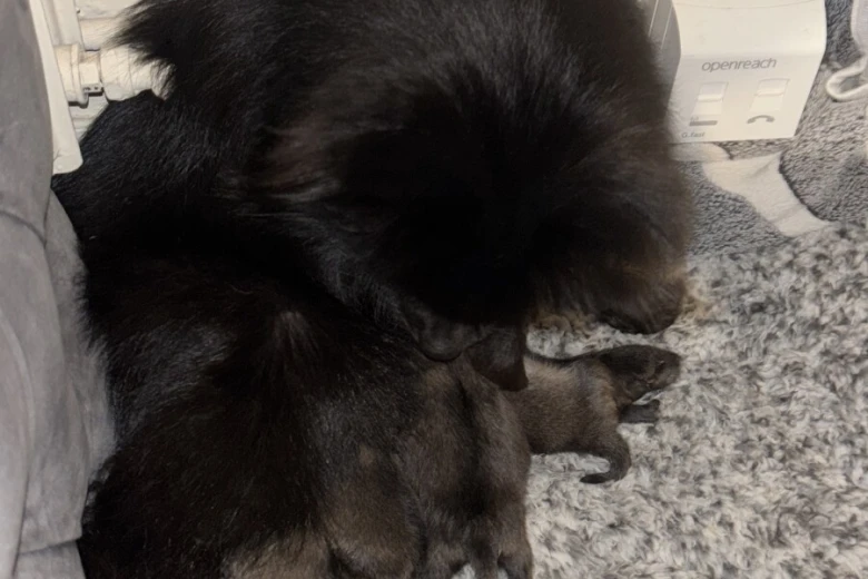 Pomeranian