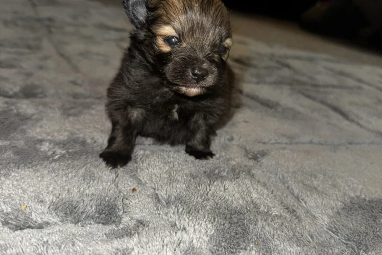 Pomeranian