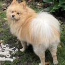 Pomeranian
