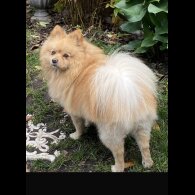 Pomeranian