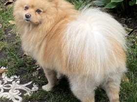 Pomeranian