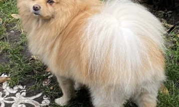 Pomeranian