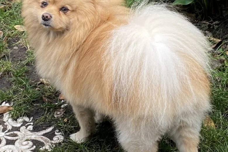 Pomeranian