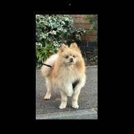 Pomeranian