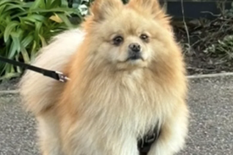 Pomeranian