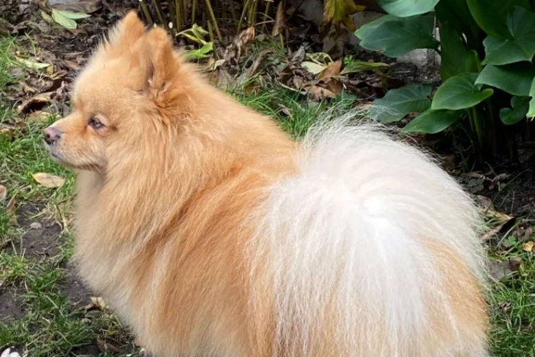 Pomeranian