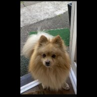 Pomeranian