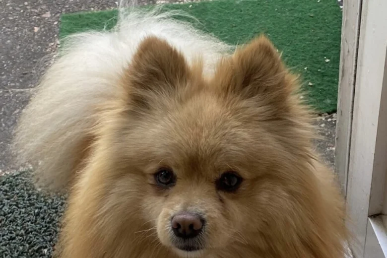 Pomeranian