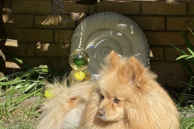 Pomeranian