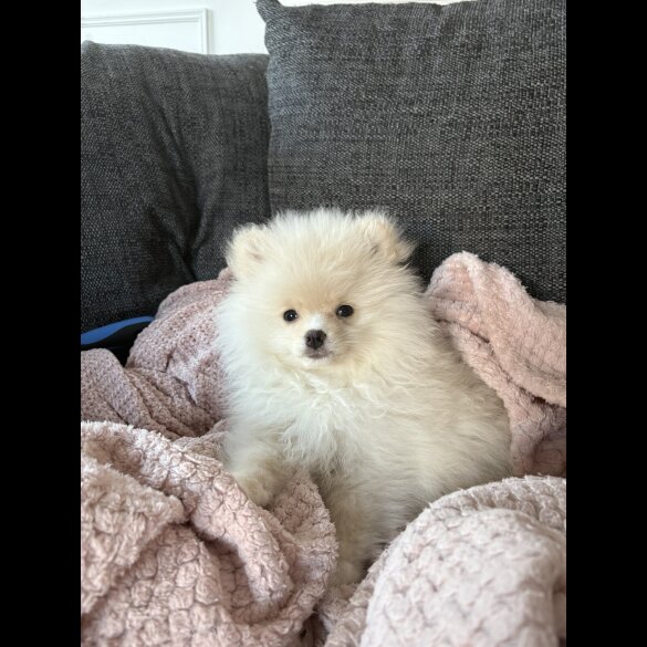 Pomeranian