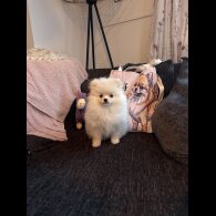 Pomeranian