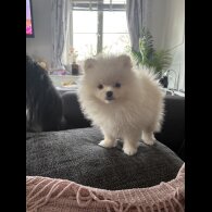Pomeranian