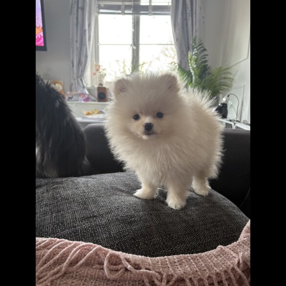 Pomeranian