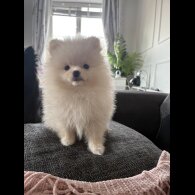 Pomeranian