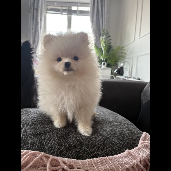 Pomeranian