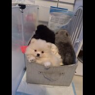 Pomeranian