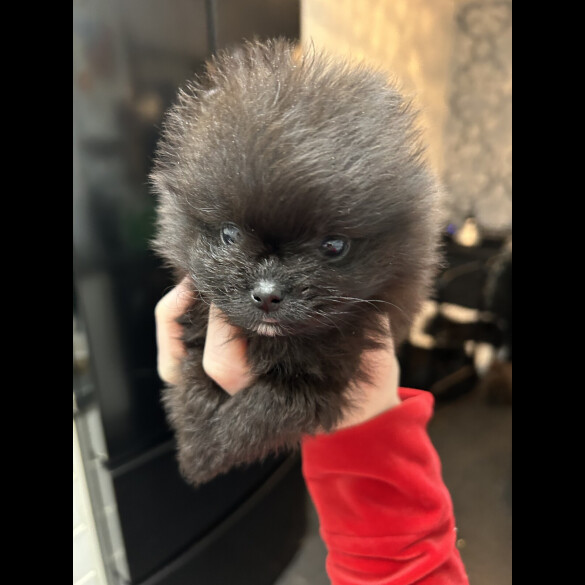 Pomeranian