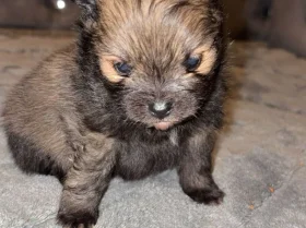 Pomeranian