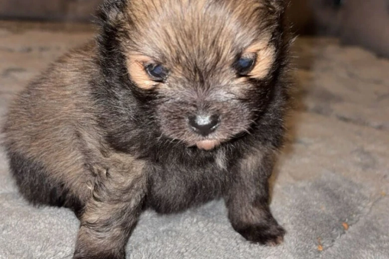Pomeranian