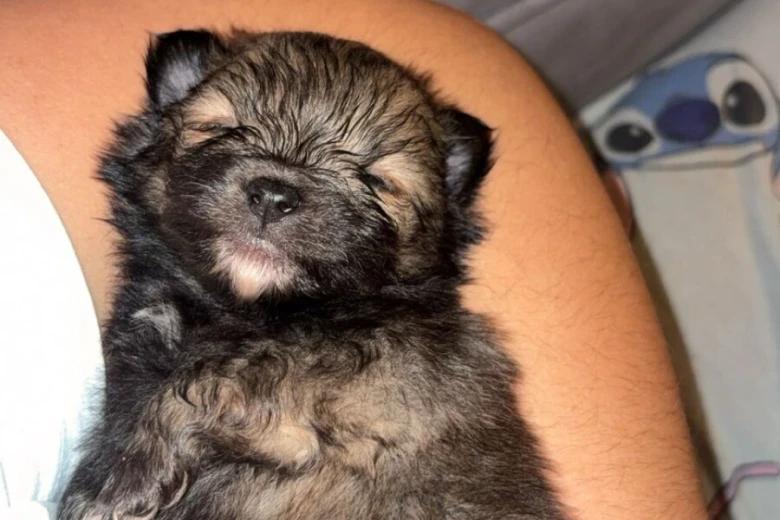 Pomeranian