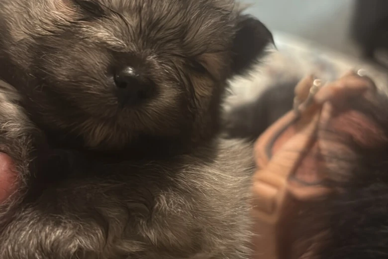 Pomeranian