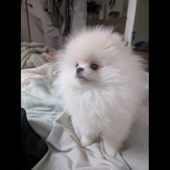 Pomeranian
