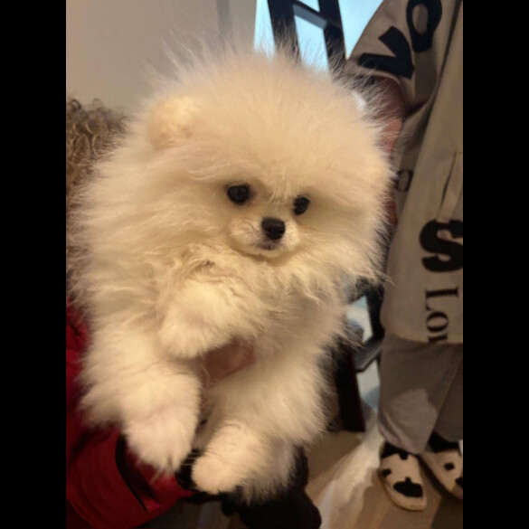 Pomeranian