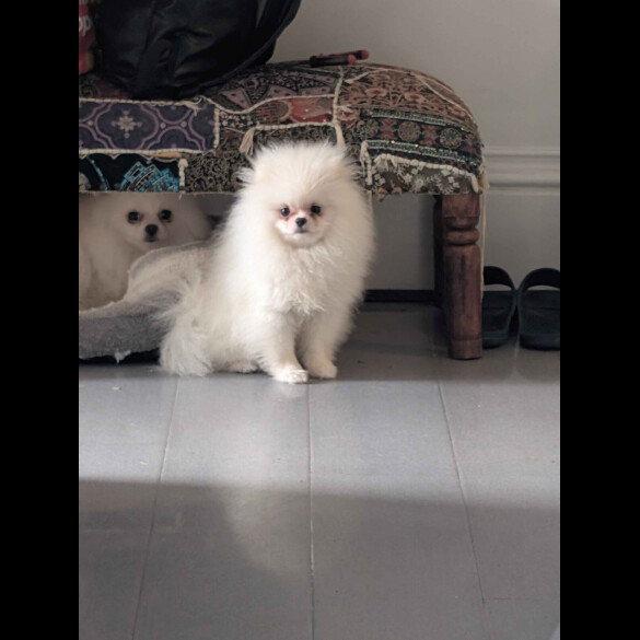 Pomeranian